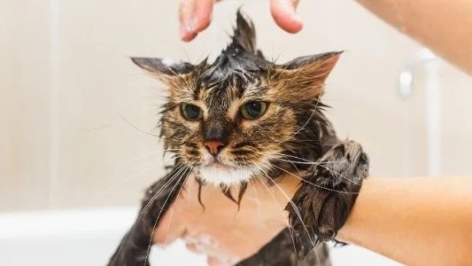 Kenapa Kucing Takut Air? Ini Alasan yang Perlu Kamu Tahu