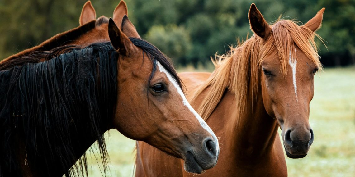 Kuda, Hewan Setia yang Bisa Mengingat Pemilik dan Temannya Bertahun-tahun