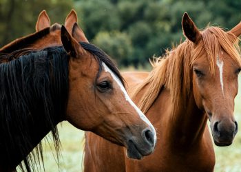 Kuda, Hewan Setia yang Bisa Mengingat Pemilik dan Temannya Bertahun-tahun