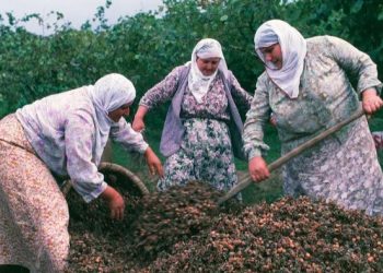 Kenapa Petani Hazelnut di Turki Banyak Banget? Ini Alasannya