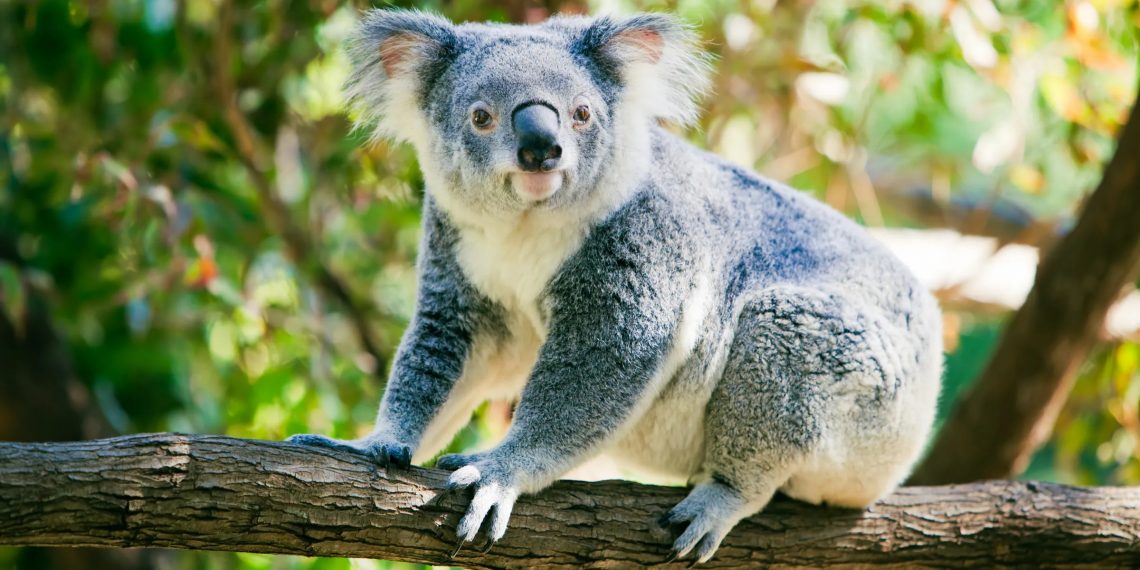 Koala, Hewan Tidur Terlama di Dunia yang Bisa Tidur Hingga 22 Jam Sehari