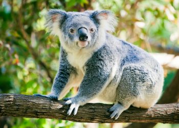 Koala, Hewan Tidur Terlama di Dunia yang Bisa Tidur Hingga 22 Jam Sehari