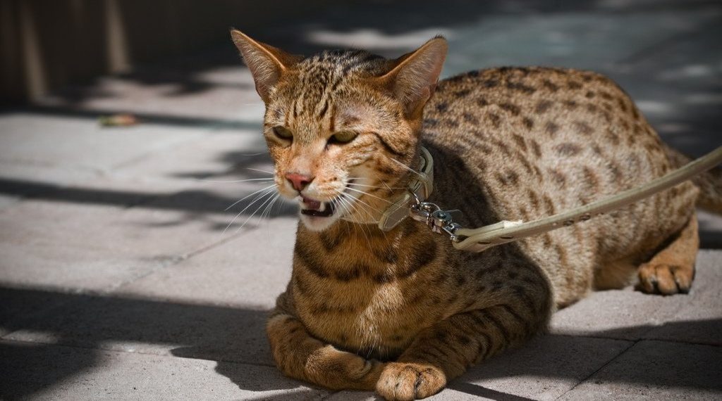 Kenalan dengan Ashera, Kucing Eksotis yang Harganya Bisa Rp 2,7 Miliar