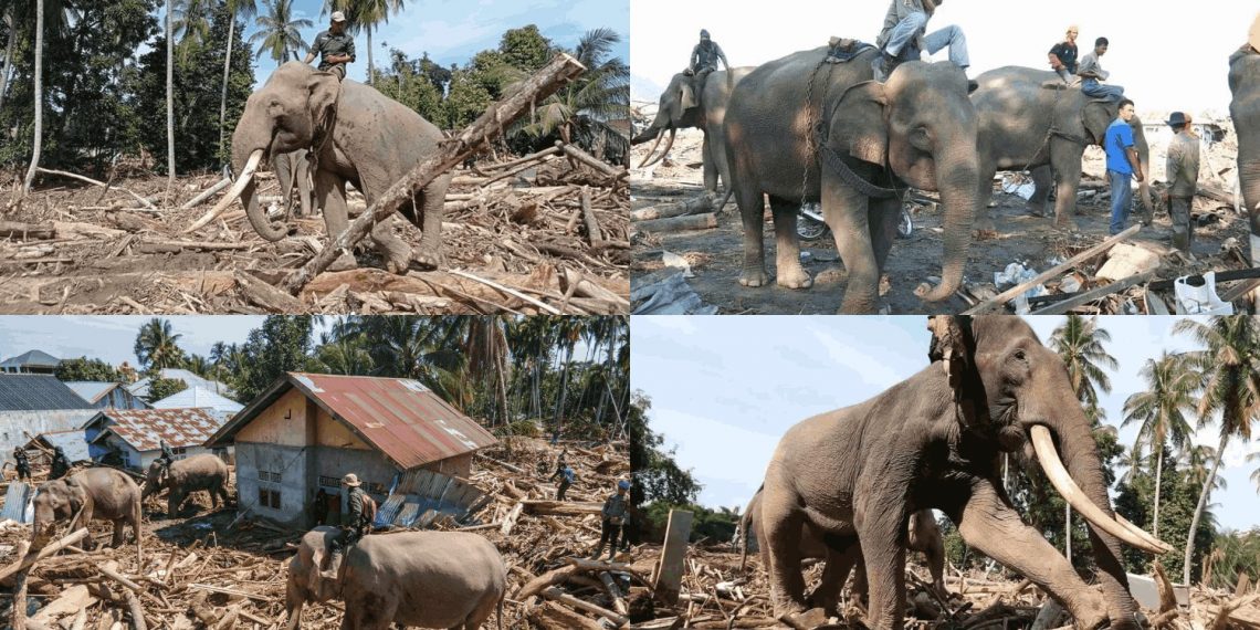 Gajah Sumatera Dikerahkan Bantu Bersihkan Kayu Berat Sisa Banjir di Aceh
