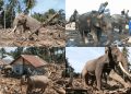 Gajah Sumatera Dikerahkan Bantu Bersihkan Kayu Berat Sisa Banjir di Aceh