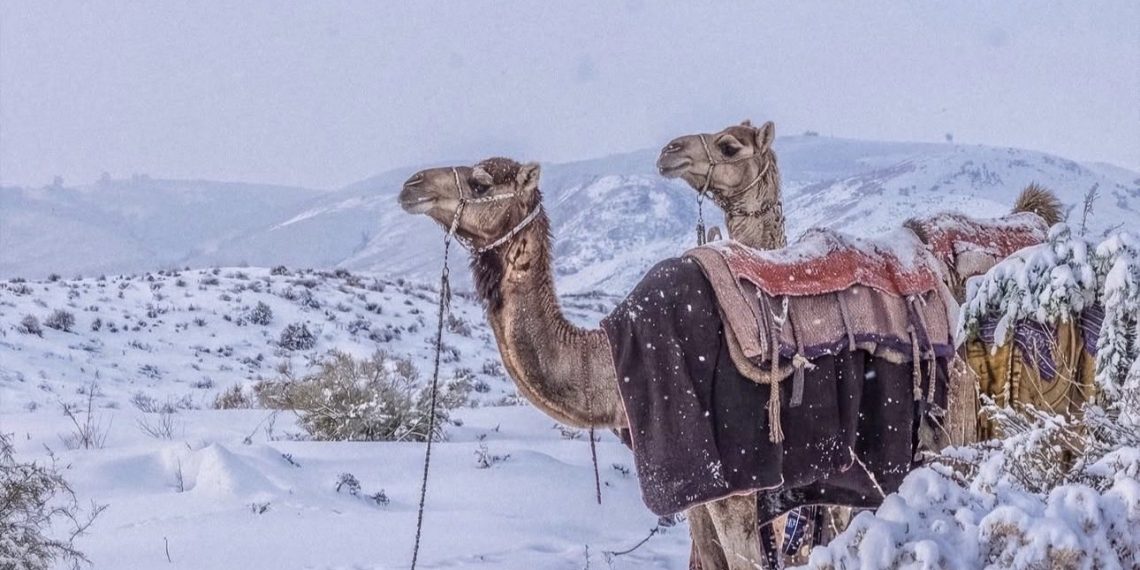 Salju Tebal Selimuti Utara Arab Saudi, Suhu Turun Minus 4 Derajat