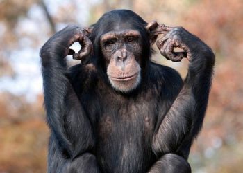 Simpanse Dianggap Hewan Paling Pintar di Dunia, Ini Penjelasan Sains