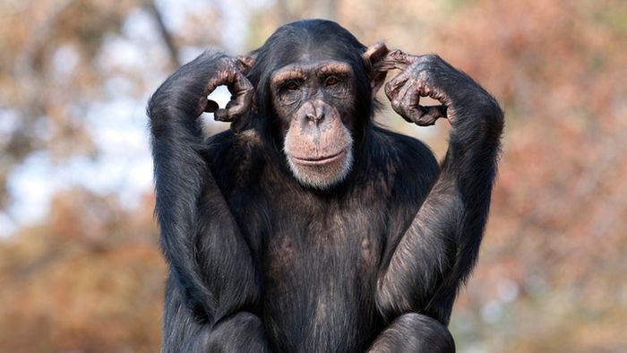 Simpanse Dianggap Hewan Paling Pintar di Dunia, Ini Penjelasan Sains