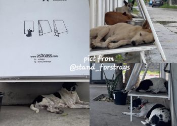 Komunitas Ini Sulap Spanduk Bekas Jadi Rumah untuk Anjing Liar