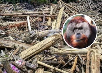 Jasad Orangutan Tapanuli Ditemukan Setelah Banjir Besar Sumatra