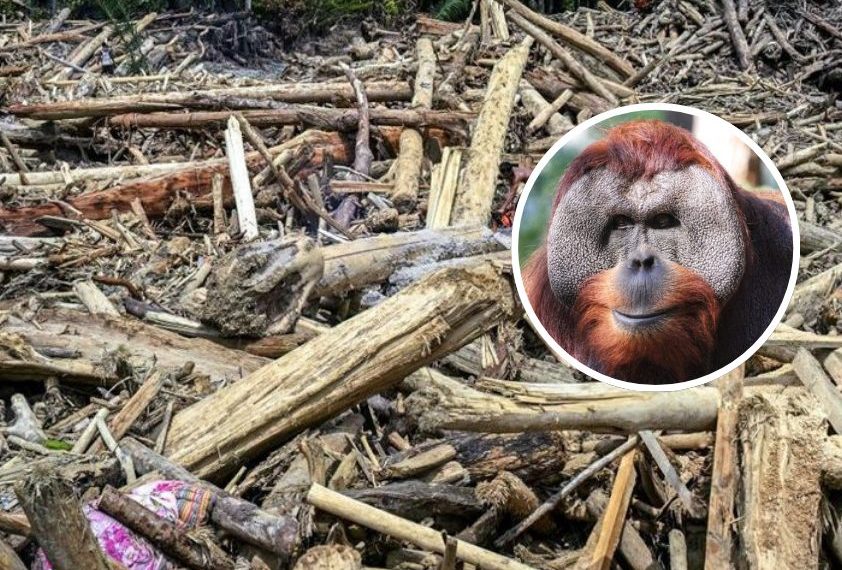 Jasad Orangutan Tapanuli Ditemukan Setelah Banjir Besar Sumatra