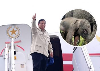 Lahan Pribadi Prabowo 20.000 Hektar Dialihkan untuk Koridor Gajah Aceh