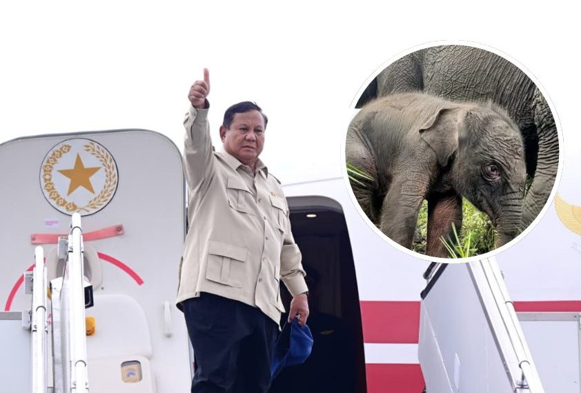 Lahan Pribadi Prabowo 20.000 Hektar Dialihkan untuk Koridor Gajah Aceh