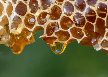 Alasan Ilmiah Madu Bisa Bertahan Lama Tanpa Rusak