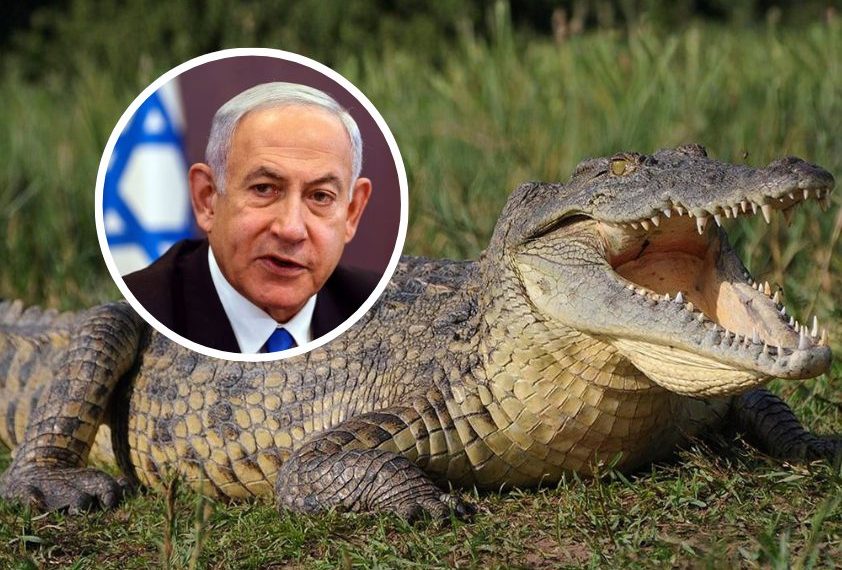 Israel Musnahkan Ratusan Buaya di Tepi Barat Demi Keamanan