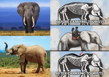 Anatomi Gajah Tak Cocok untuk Ditunggangi, Risiko Cedera Tinggi