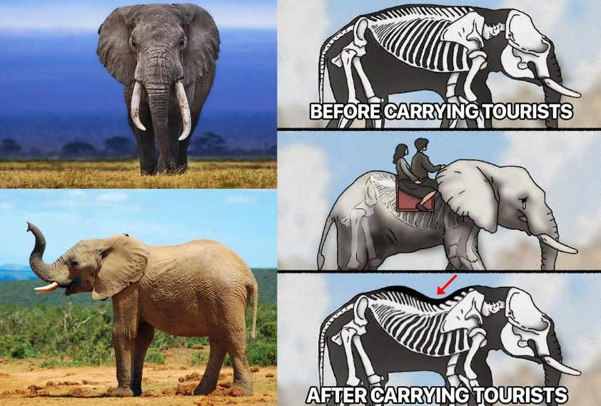 Anatomi Gajah Tak Cocok untuk Ditunggangi, Risiko Cedera Tinggi