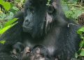 Kelahiran Anak Kembar Gorila Gunung Langka Tercatat Di Taman Nasional Kongo