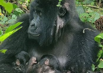 Kelahiran Anak Kembar Gorila Gunung Langka Tercatat Di Taman Nasional Kongo