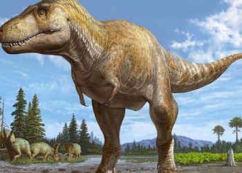 Analisis Fosil Ubah Pemahaman Ilmuwan Tentang Lama Pertumbuhan T. Rex