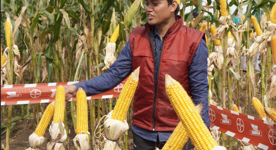 Panen Jagung Dari Benih DK79C