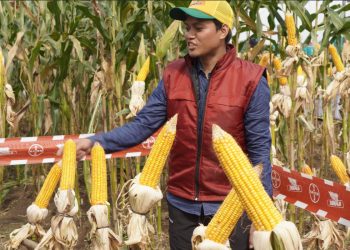 Panen Jagung Dari Benih DK79C