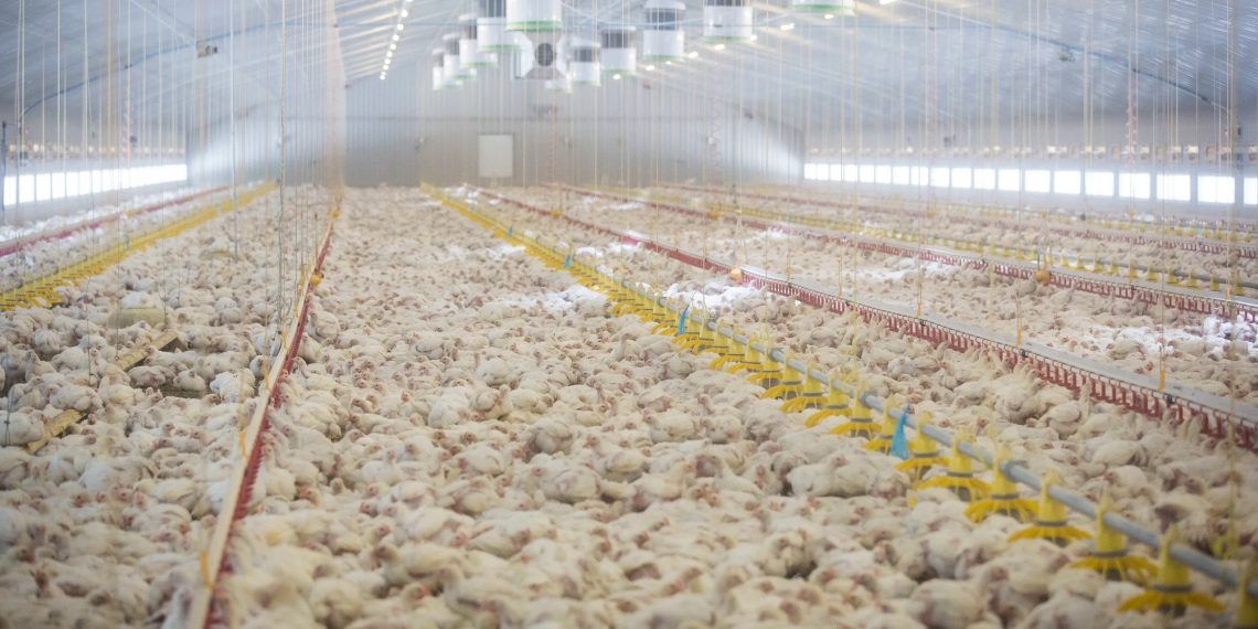 Peternak Ayam Menjerit, Harga Jual Jauh dari Aturan Pemerintah