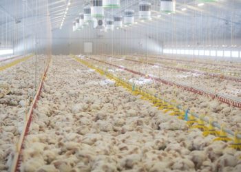Peternak Ayam Menjerit, Harga Jual Jauh dari Aturan Pemerintah