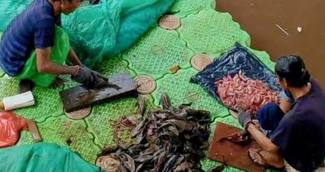 Pemprov DKI Larang Konsumsi Ikan Sapu-sapu dari Sungai Ciliwung, Ini Risikonya bagi Kesehatan