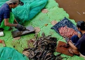 Pemprov DKI Larang Konsumsi Ikan Sapu-sapu dari Sungai Ciliwung, Ini Risikonya bagi Kesehatan