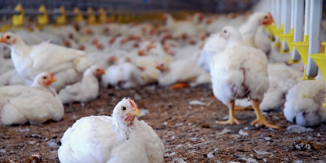 Pemerintah Bangun 12 Pabrik Ayam Rp 20 T, Groundbreaking Mulai 28 Januari