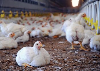 Pemerintah Bangun 12 Pabrik Ayam Rp 20 T, Groundbreaking Mulai 28 Januari