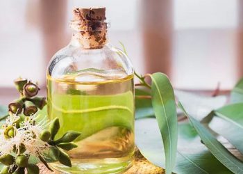 Klaim Redakan Flu, Minyak Kayu Putih Ternyata Tak Disarankan Diminum