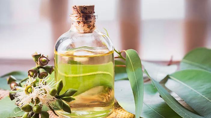 Klaim Redakan Flu, Minyak Kayu Putih Ternyata Tak Disarankan Diminum