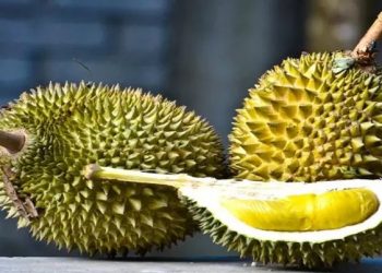 Dulu Mahal, Sekarang Murah: Musang King Turun Lebih 60 Persen