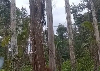 Gangguan Keamanan oleh OPM, Kunjungan Wapres Gibran ke Yahukimo Dibatalkan