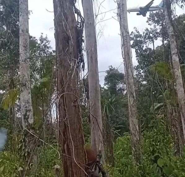 Gangguan Keamanan oleh OPM, Kunjungan Wapres Gibran ke Yahukimo Dibatalkan