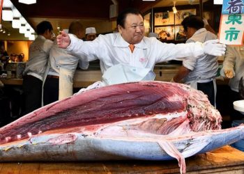 Lelang Tuna Jepang Pecah Rekor, Harganya Tembus Rp54 M