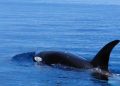 Paus Orca Terekam Muncul di Perairan Taman Nasional Bunaken, Tanda Ekosistem Laut Masih Sehat