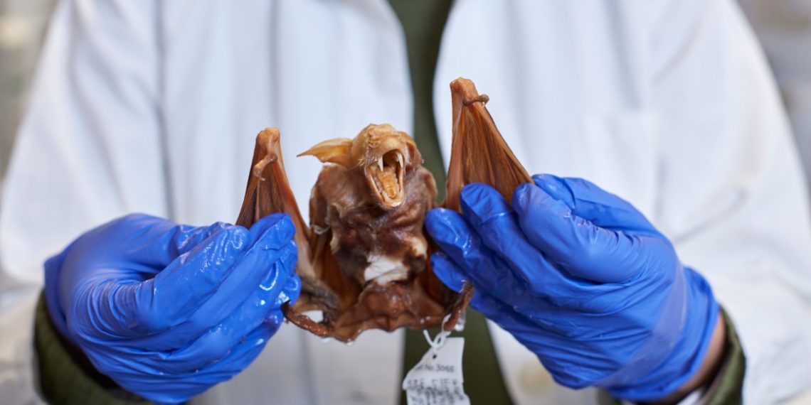 Virus Baru dari Kelelawar Terdeteksi pada Manusia di Bangladesh