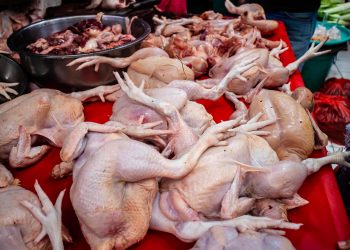 RI Ikut Terdampak Larangan Saudi, Impor Ayam dan Telur Terhambat