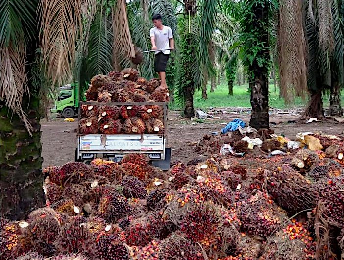 Industri Sawit RI Terancam Kolaps? GIMNI Soroti Ketergantungan Pupuk Kimia