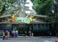 Penyebab Kematian Dua Anak Harimau Benggala di Bandung Zoo Diungkap BKSDA Jabar