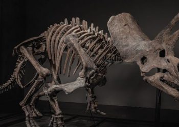 Rahasia “Fort Knox Asia”: Emas, Seni Mewah, hingga Fosil Dinosaurus Disimpan di Singapura