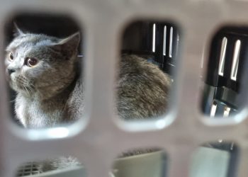 Memasuki Arus Mudik Lebaran, Pengiriman Hewan Peliharaan Via KAI Logistik Meningkat