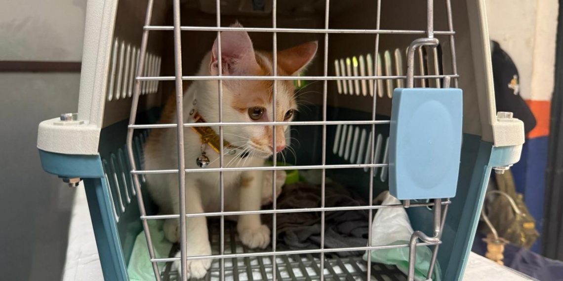 KAI Logistik Catat 13.435 Pengiriman Hewan Peliharaan Selama Ramadan – IdulFitri