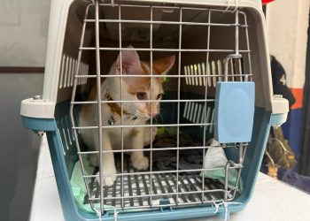KAI Logistik Catat 13.435 Pengiriman Hewan Peliharaan Selama Ramadan – IdulFitri