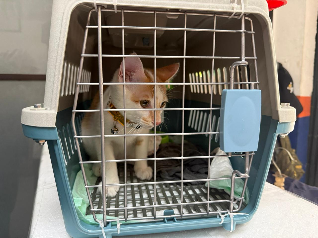 KAI Logistik Catat 13.435 Pengiriman Hewan Peliharaan Selama Ramadan - IdulFitri