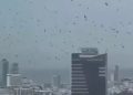 Heboh Gagak Hitam Tutupi Langit Tel Aviv, Kebetulan atau Pertanda?