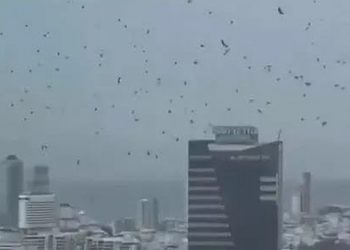 Heboh Gagak Hitam Tutupi Langit Tel Aviv, Kebetulan atau Pertanda?